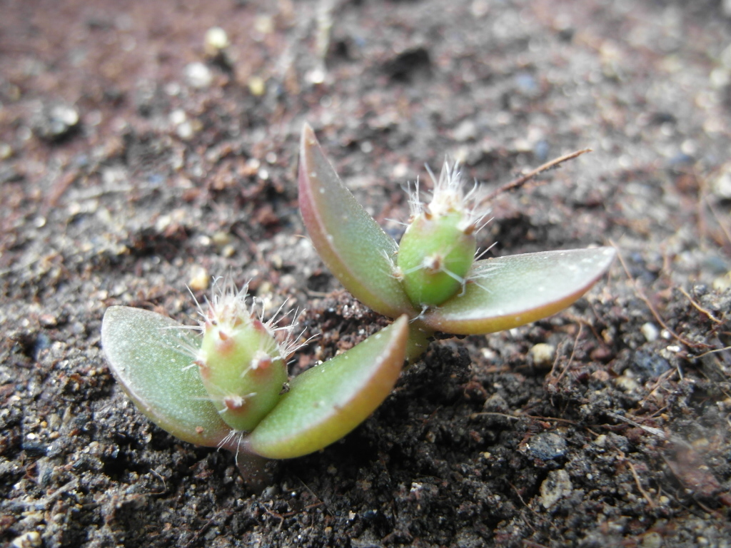선인장 발아 모습